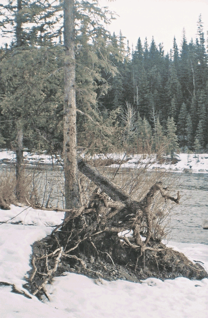 Uprooted tree by Elbow River in January (3D wobble gif). Elbow Falls, Alberta