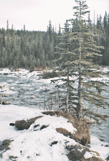 Trees by Elbow River in January (3D wobble gif). Elbow Falls, Alberta