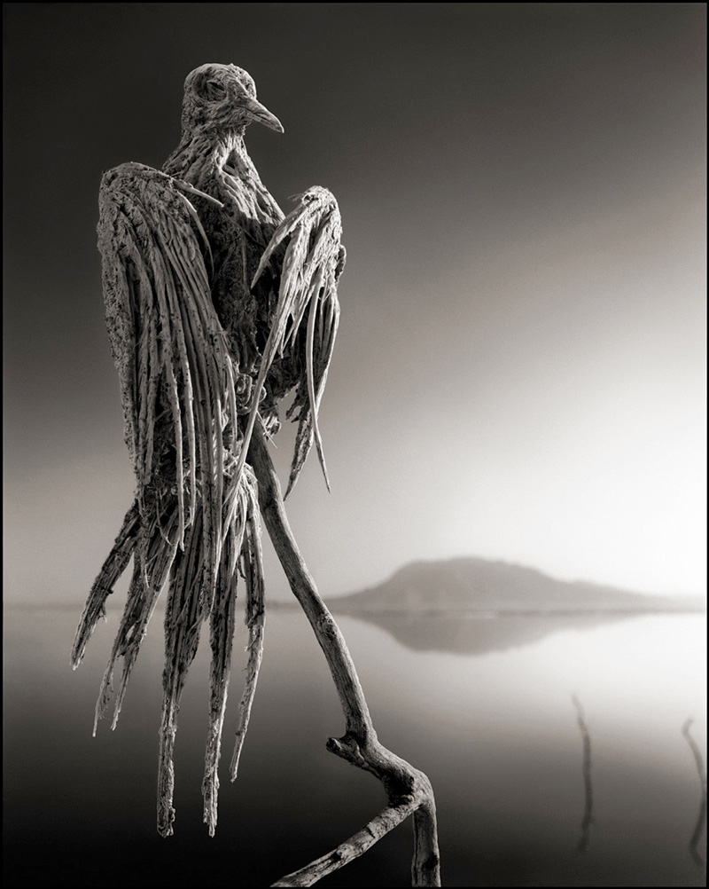 Calcified bird