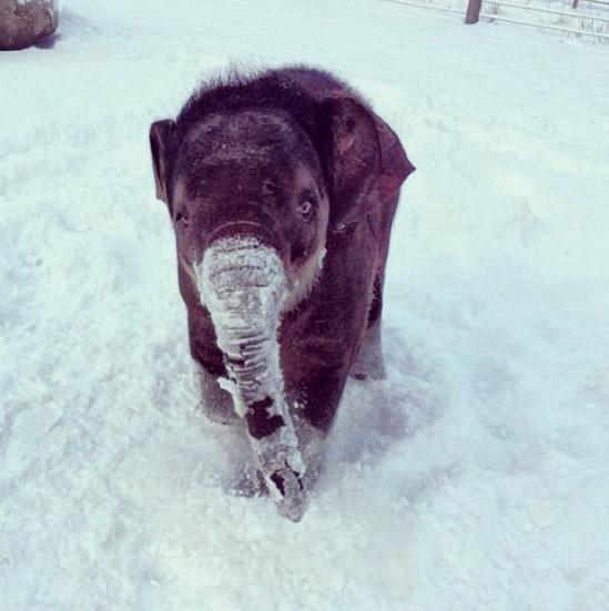 baby elephant in the snow