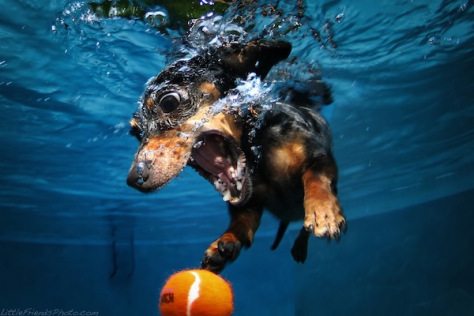Submerged dachshund diving after tennis ball.