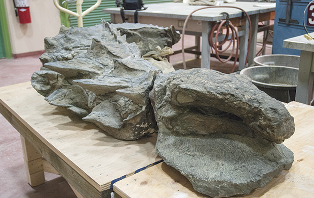 A spiked, armored dinosaur fossil lays atop a wooden table in a laboratory.