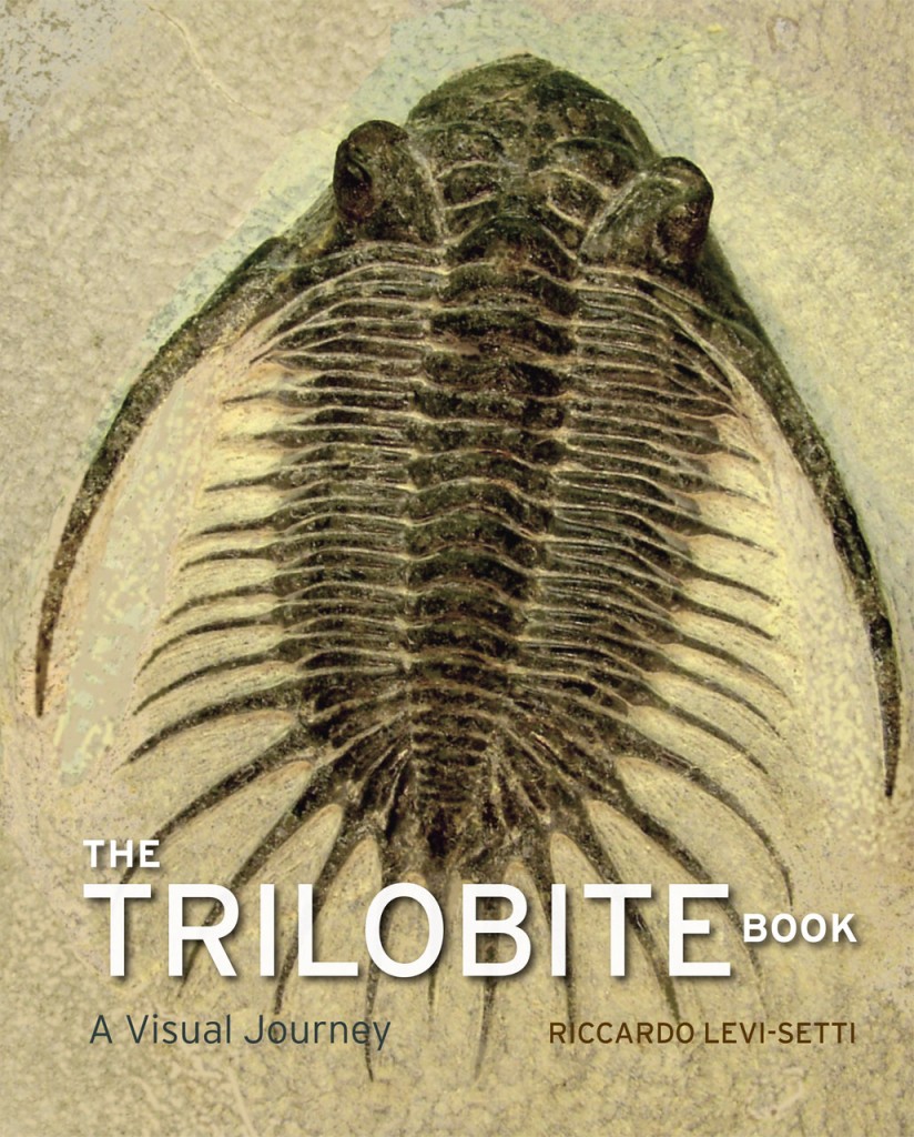 Spiky fossilized trilobite.
