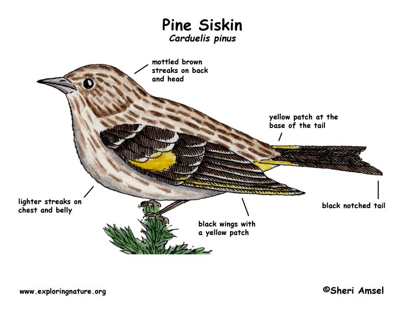 Small mottled brown bird with yellow patch on wing and yellow near rump.