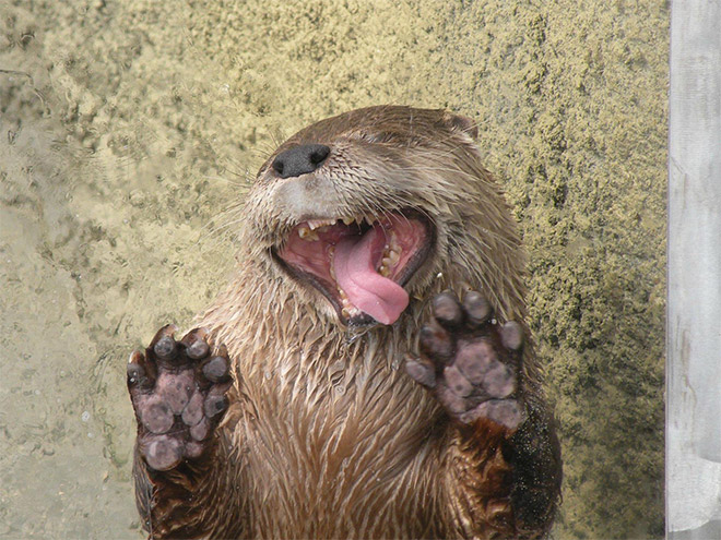 Otter licking window